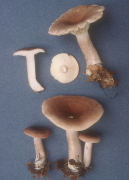 Lactarius vietus Mushroom