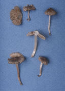 Inocybe fastigiata var umbrinella Mushroom