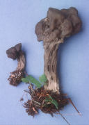 Helvella lacunosa2 Mushroom