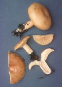 Lactarius affinis Mushroom