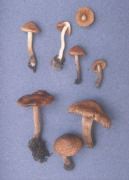 Inocybe atripes Mushroom