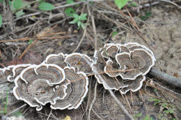 Trametes versicolor