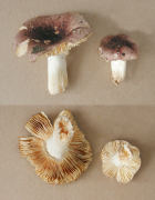 Russula odorata GK 2 Mushroom