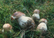 Boletus edulis field Mushroom