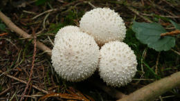 Lycoperdon perlatum