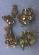 Cyathus striatus Mushroom