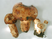 Russula fragrantissima GK Mushroom