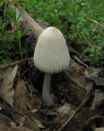 Coprinus domesticus3