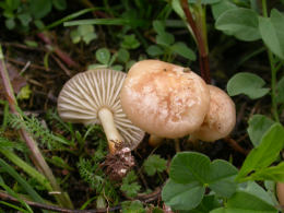 Marasmius oreades4