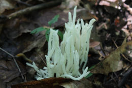 Clavaria vermicularis