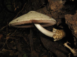 Volvariella bombycina
