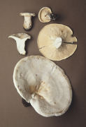 Leucopaxillus giganteus Mushroom