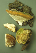 Rigidoporus ulmarius Mushroom