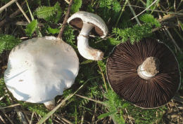 Agaricus campestris7.jpg