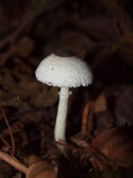 Leucocoprinus brebissonii2