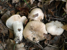 Calocybe gambosa WAS Tricholoma gambosum