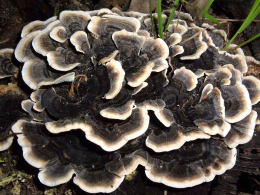 Trametes versicolor