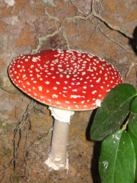 Amanita muscaria 26