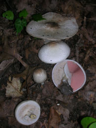 Agaricus pacillator