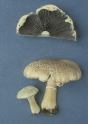 Stropharia rugosoannulataWF Mushroom