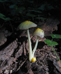 Bolbitius vitellinus