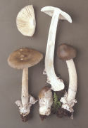 Amanita vaginata2 Mushroom