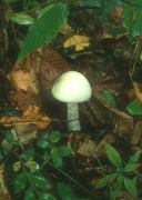 Amanita virosa field Mushroom