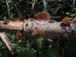 Auricularia auricula2