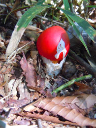 Amanita caesariaUSA