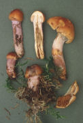 Cortinarius collinitus 2 Mushroom