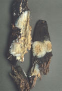 Merulius tremellosus2 Mushroom