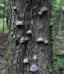 Fomes fomentarius 7 Mushroom