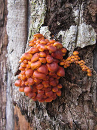 Flammulina velutipes Lynn Pepper 3