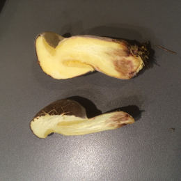 Tricholoma pardinum