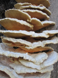 Laetiporus sulphureus   008