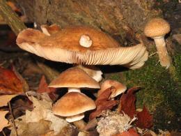 Armillaria mellea 001