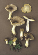 Tricholoma sejunctum Mushroom