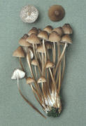 Mycena inclinata Mushroom