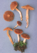 Cortinarius obtusus Mushroom