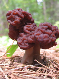 Gyromitra gigas