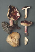 Russula sardonia4 Mushroom