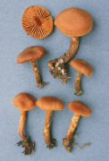 Cortinarius gentilis Mushroom