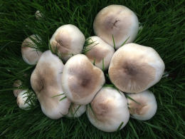 Agaricus pilatianus