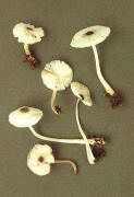 Leucocoprinus brebissonii2 Mushroom