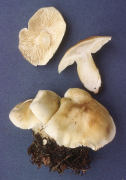 Tricholoma saponaceum2 Mushroom
