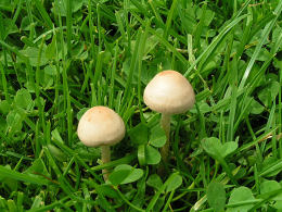 Agrocybe pediades2