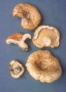 Lactarius zonarius Mushroom