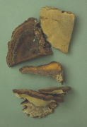 Ischnoderma resinosum5 Mushroom