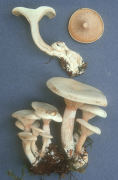 Clitocybe phyllophila Mushroom