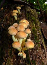Hypholoma fasciculare4